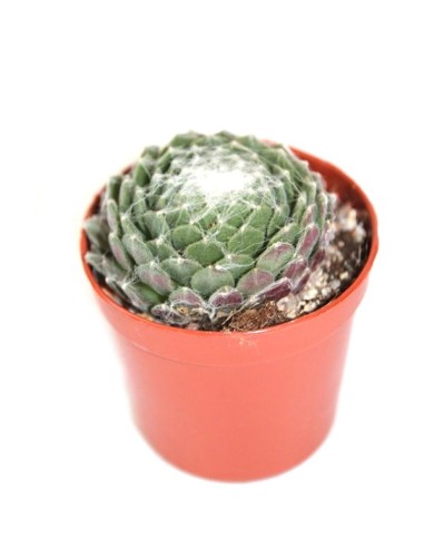 Cactus y crasa (maceta 5,5 cm ø) variado