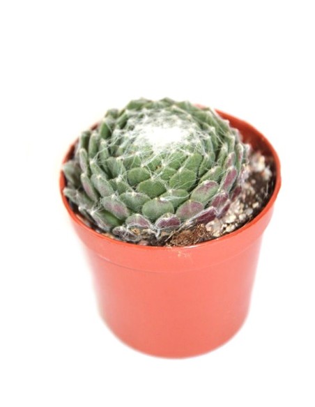 Cactus i crasa (test 5,5 cm ø) variat