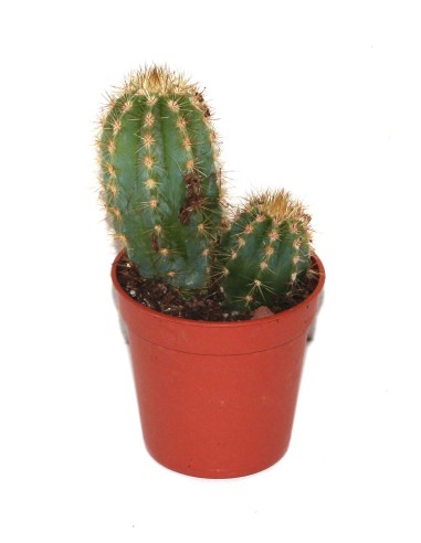 Cactus i crasa (test 5,5 cm ø) variat