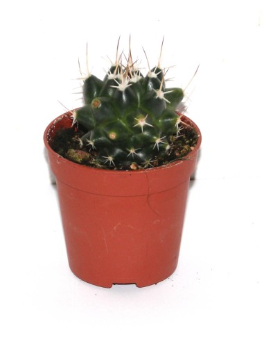 Cactus i crasa (test 5,5 cm ø) variat