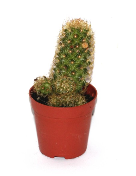 Cactus (maceta 5,5 cm ø)