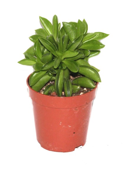 Cactus (maceta 5,5 cm ø)