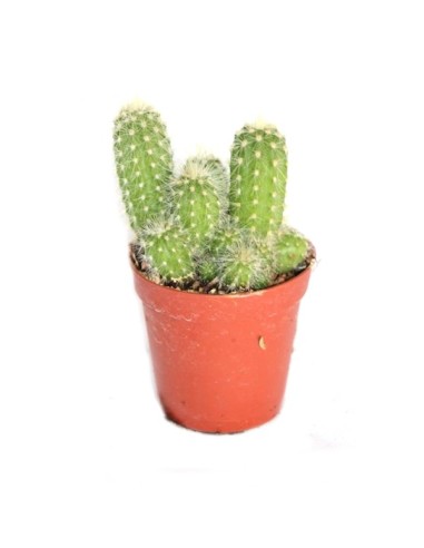 Cactus (maceta 5,5 cm ø)