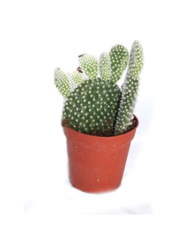Cactus y crasa (maceta 5,5 cm ø) variado
