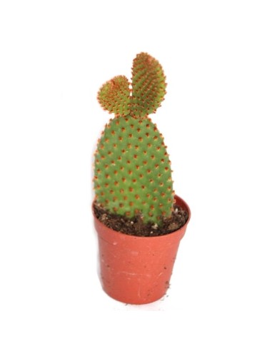 Cactus (maceta 5,5 cm ø)