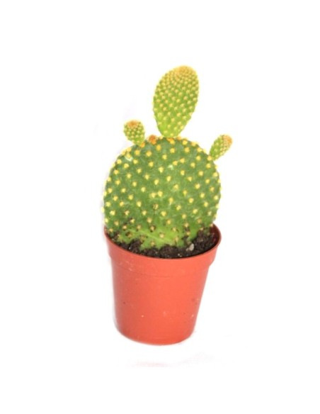 Cactus i crasa (test 5,5 cm ø) variat