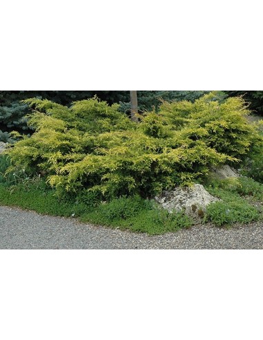Juniperus Old Gold