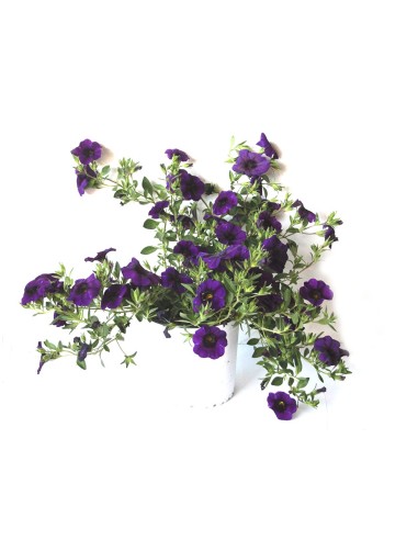 Calibrachoa (maceta 13cm Ø)