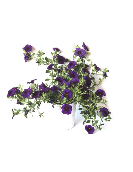 Calibrachoa (maceta 13cm Ø)