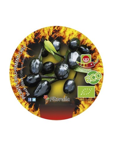 Pimiento picante Black Olive  (maceta 10,5 cm Ø)