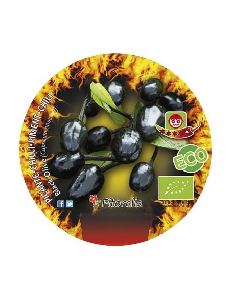 Pimiento picante Black Olive  (maceta 10,5 cm Ø)