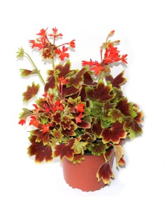 Gerani exòtic (test 13 cm ø)