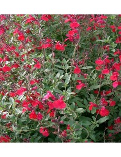 Salvia microphylla (maceta 16 cm ø) 2