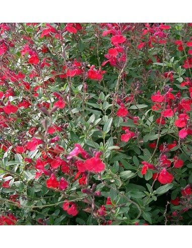 Lobelia