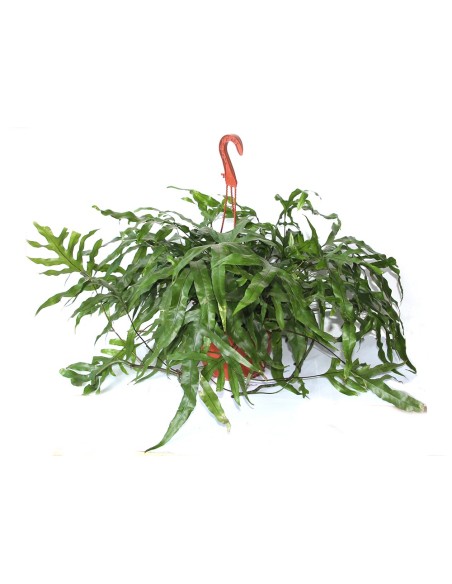 Phlebodium aureum (test 19 cm Ø)