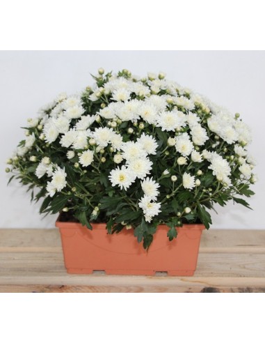 Jardinera de crisantem de bola (25 cm de llarg)