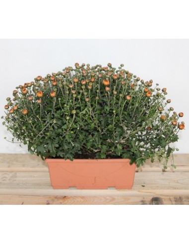 Jardinera de crisantemo de bola (25 cm de largo)