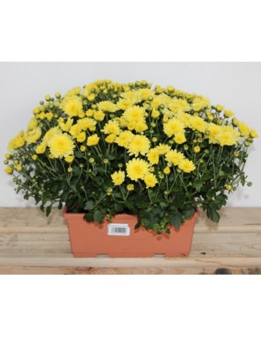 Plantador de crisântemo bola (25 cm de comprimento)
