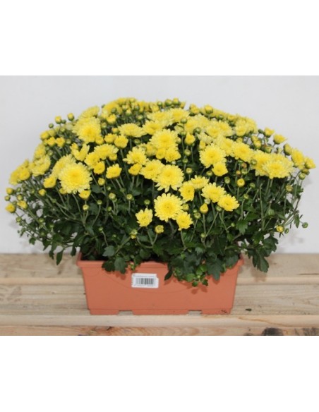 Jardinera de crisantem de bola (25 cm de llarg)