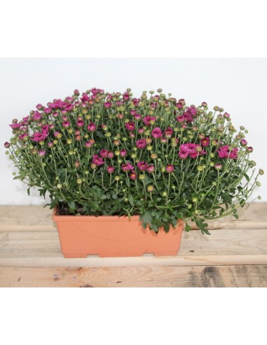 Jardinera de crisantemo de bola (25 cm de largo)