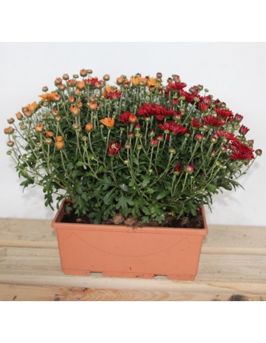 Plantador de crisântemo bola (25 cm de comprimento)