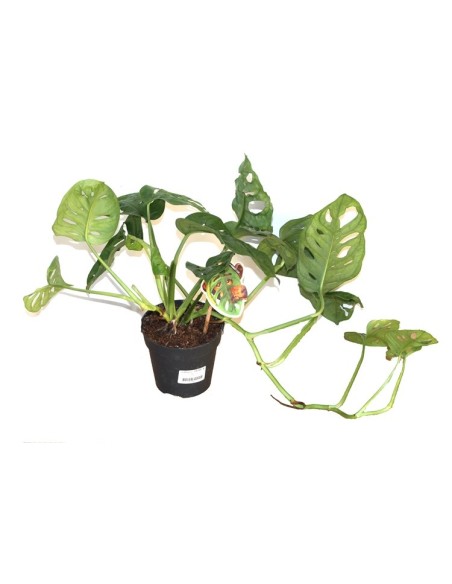Monstera Monkey  Leaf