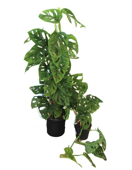 Ficus Benjamí
