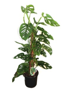 Monstera Monckey  Leaf (test 16 cm Ø)