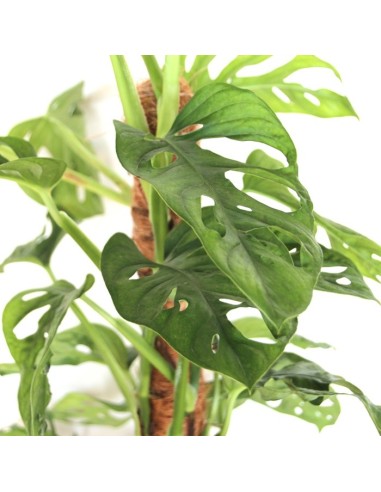 Monstera Monckey  Leaf (test 16 cm Ø)