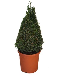 Boj piramidal (maceta 20 cm Ø)