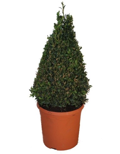 Buis Pyramidal (pot 20 cm Ø).