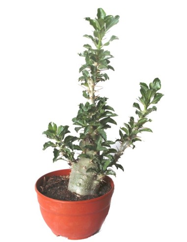 Pachypodium saundersii (maceta 19 cm ø)