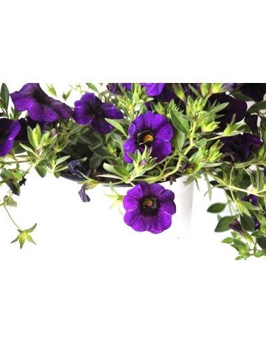 Calibrachoa (pote 13cm Ø)