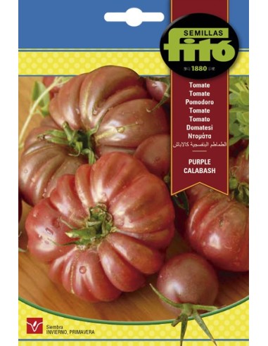 Semilla tomate Purple Calabash