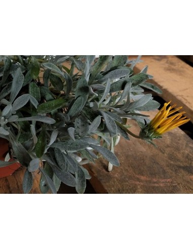 Gazania repens (vaso 10,5 cm Ø)