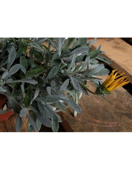 Gazania repens (vaso 10,5 cm Ø)
