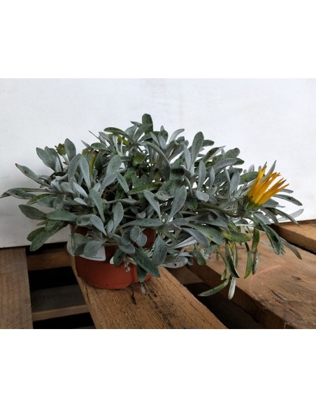 Gazania