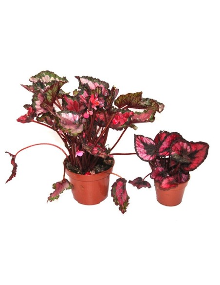 Begonia Rex