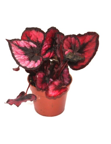 Begonia Rex