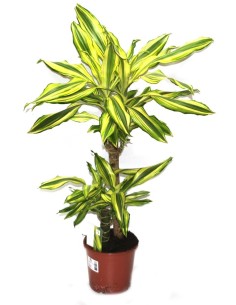 Dracena Yellow Coast (2 troncos)