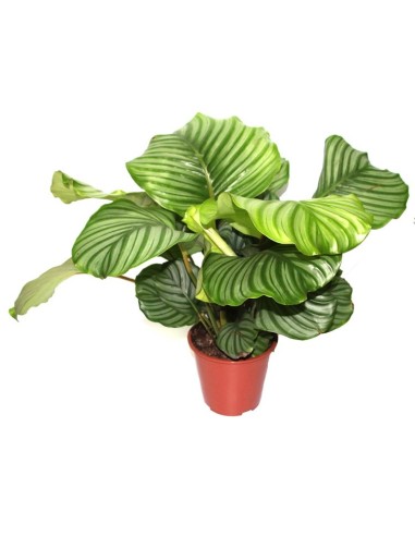 Calathea Round-Leaf (maceta 19 cm  Ø)