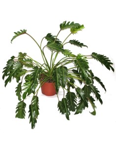 Ficus Robusta