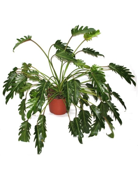 Philodendron Xanadu (maceta 22 cm Ø)