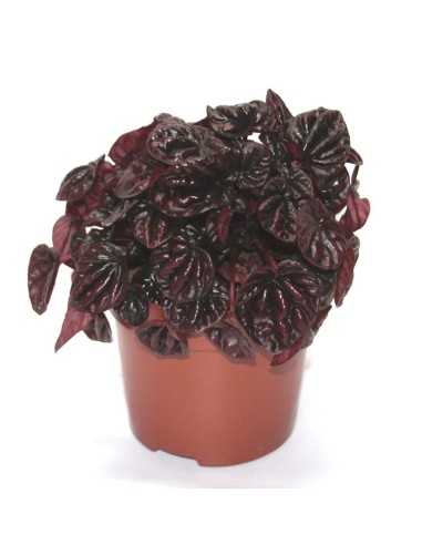 Peperomia Schumi Red (test 10,5 cm Ø)