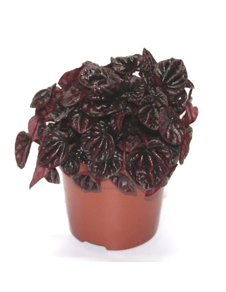 Peperomia Schumi Red (test 10,5 cm Ø)