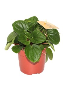 Peperomia Albovittata (maceta 10,5 cm Ø)