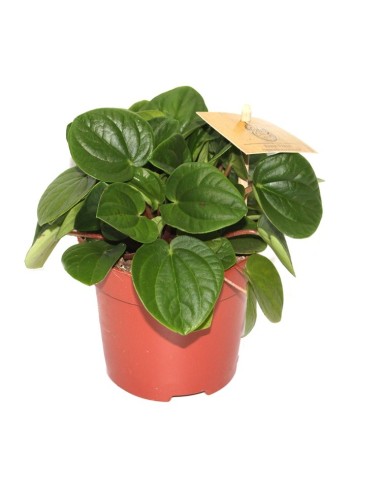 Peperomia Albovittata (test 10,5 cm Ø)