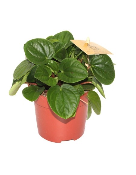 Peperomia Albovittata (test 10,5 cm Ø)