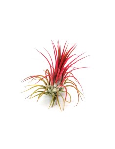 Pacote de tilandsia variada (8 - 15 plantas variadas)