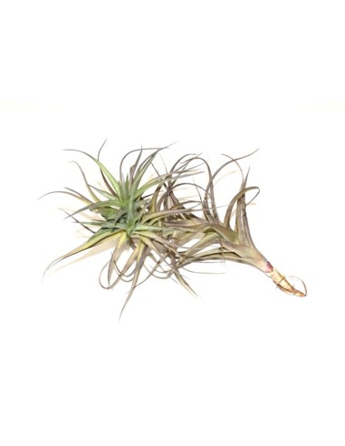 Pack tillandsia variada (8 - 15 plantes variades)